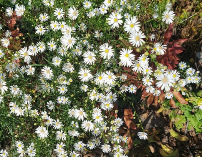 Astra "Monte Cassino