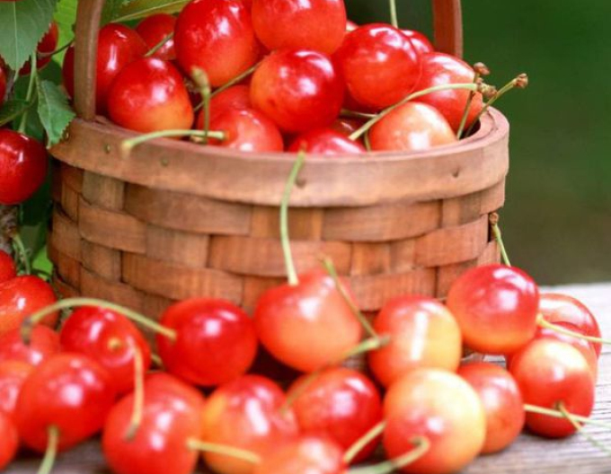 Cireș "Napoleon" semi-dur