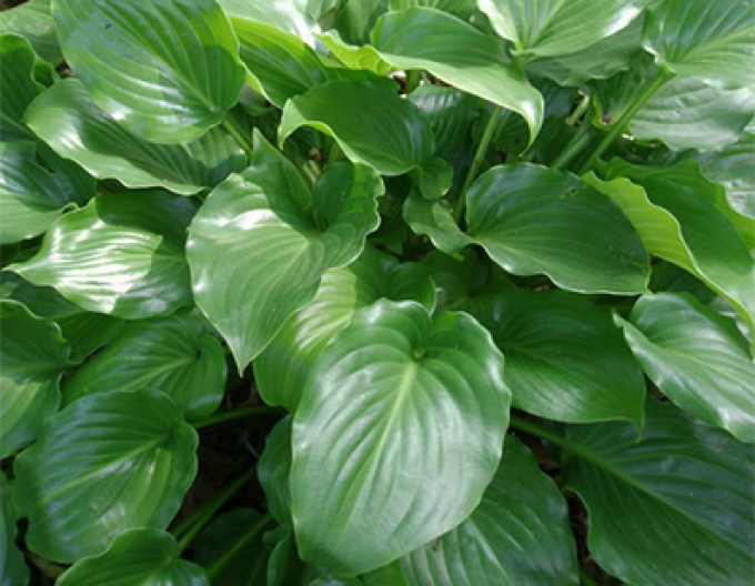 Crin de toamnă - Hosta ´Invincibil´
