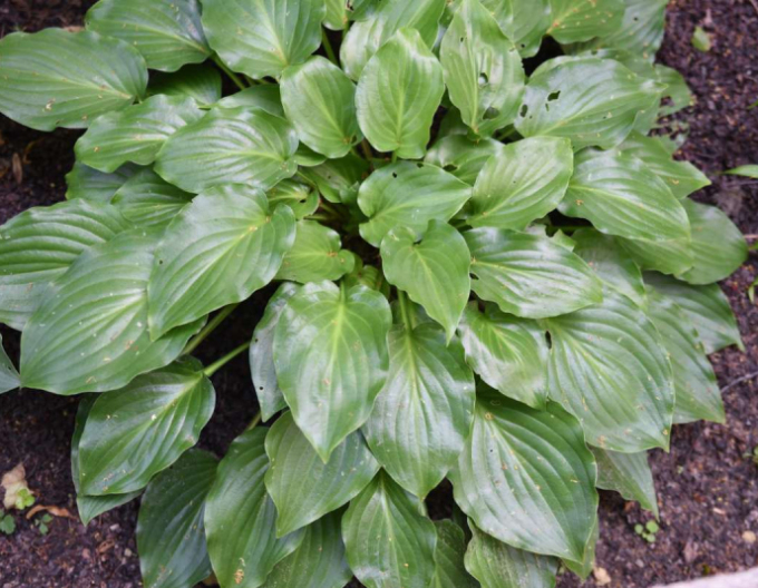 Crin de toamnă - Hosta ´Invincibil´