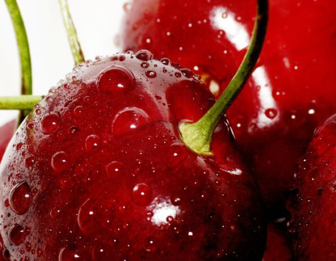 Cireș "Kordia" târzie, portaltoi Gisela5, rădăcină liberă