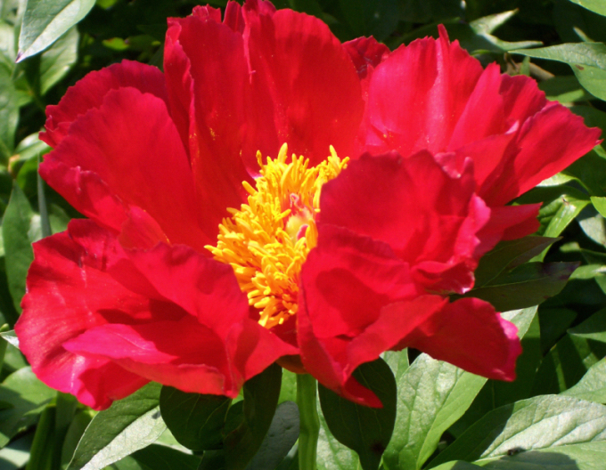 Bujor chinezesc ´Blaze´