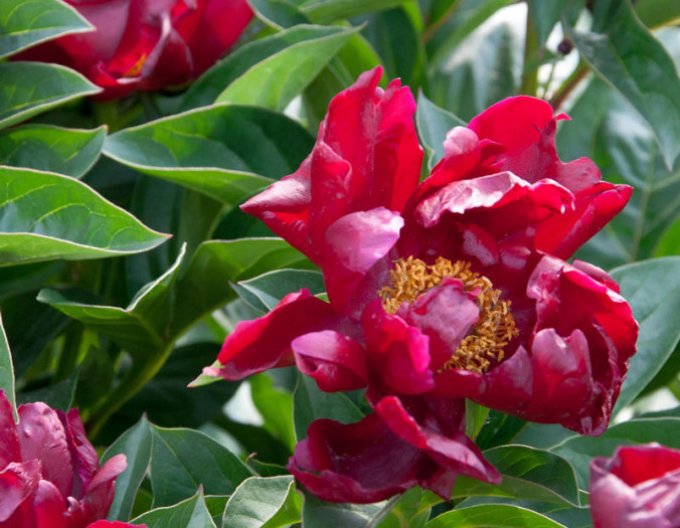 Bujor chinezesc ´Blaze´