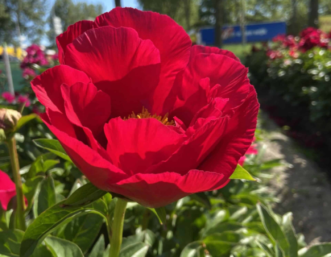 Bujor chinezesc ´Blaze´