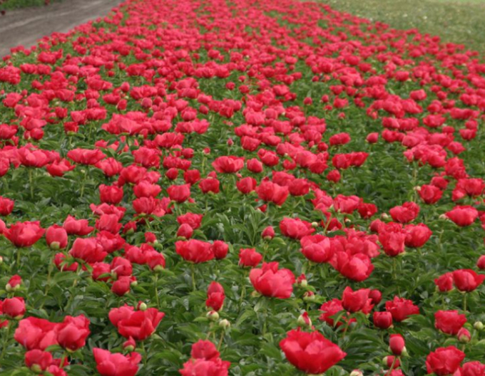 Bujor chinezesc ´Blaze´