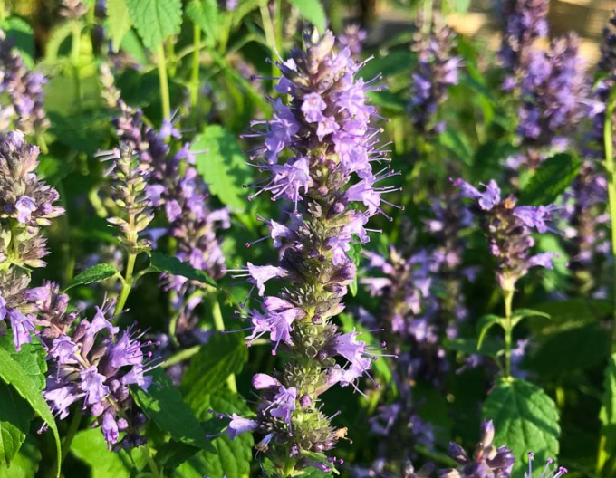 Agastache - urzică parfumată ´Little Adder´
