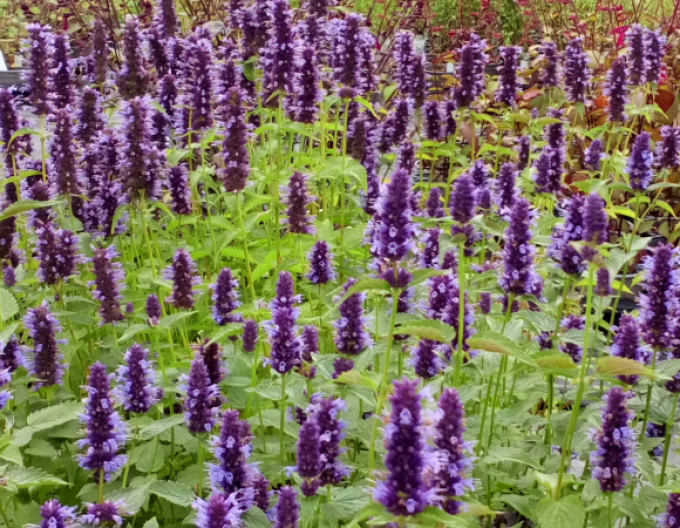 Agastache - urzică parfumată ´Little Adder´