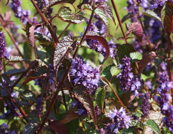 Agastache - urzică parfumată ´Little Adder´
