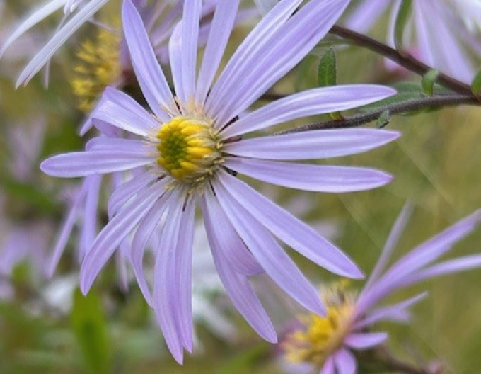 Aster iberic Lutetia