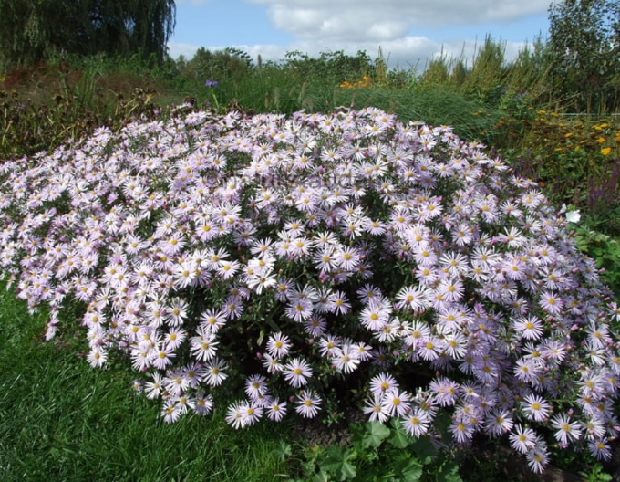 Aster iberic Lutetia