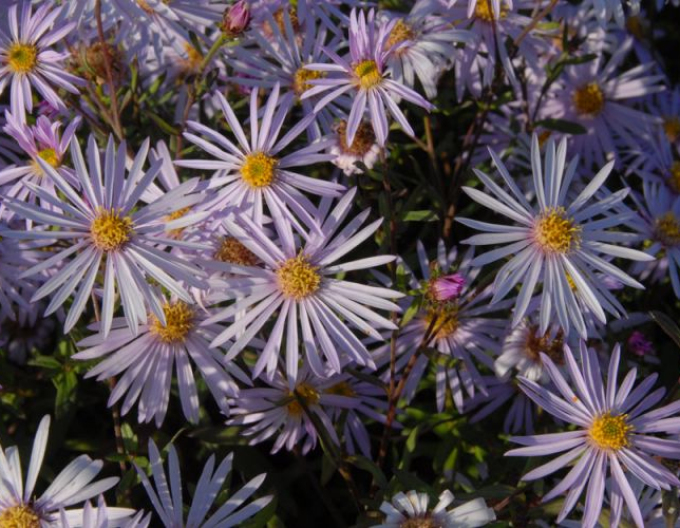 Aster iberic Lutetia