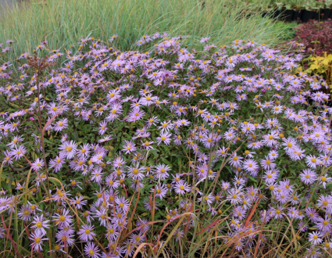 Aster iberic Lutetia
