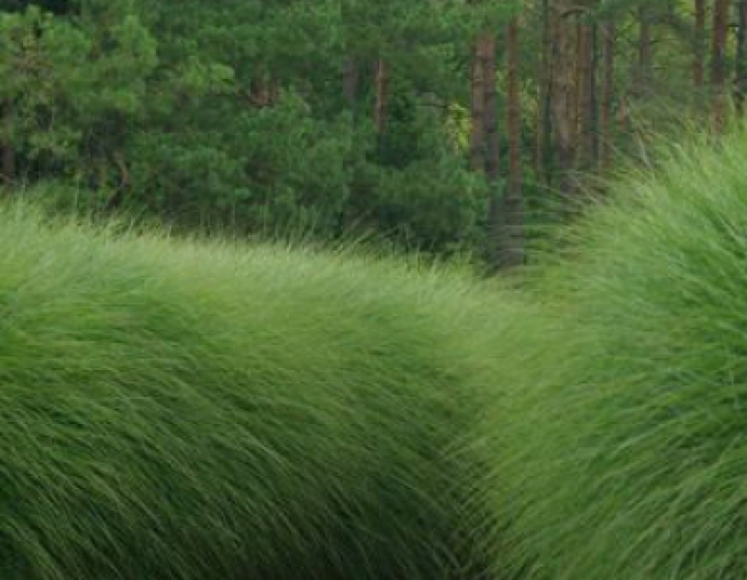 Miscanthus sinensis ´Gracillimus´ 11l