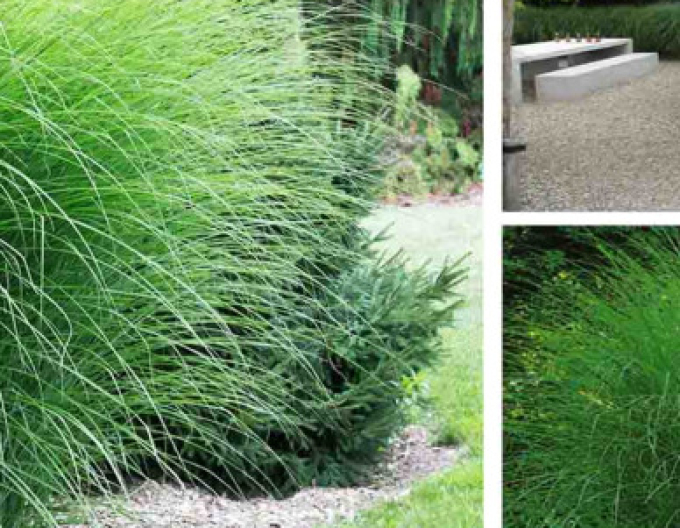Miscanthus sinensis ´Gracillimus´ 11l