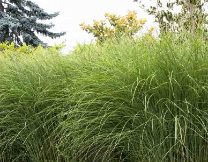 Miscanthus sinensis ´Gracillimus´ 11l