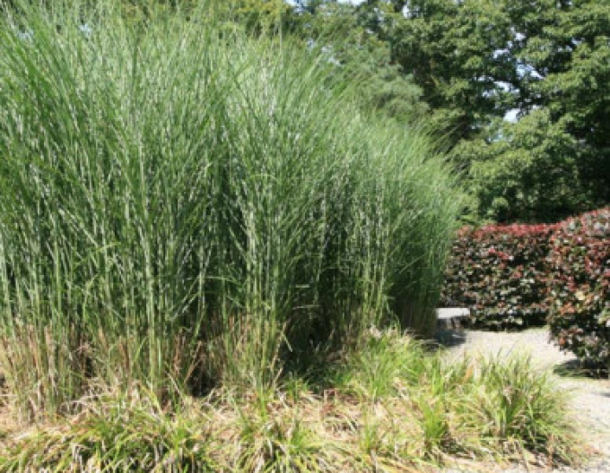 Miscanthus sinensis ´Gracillimus´ 11l