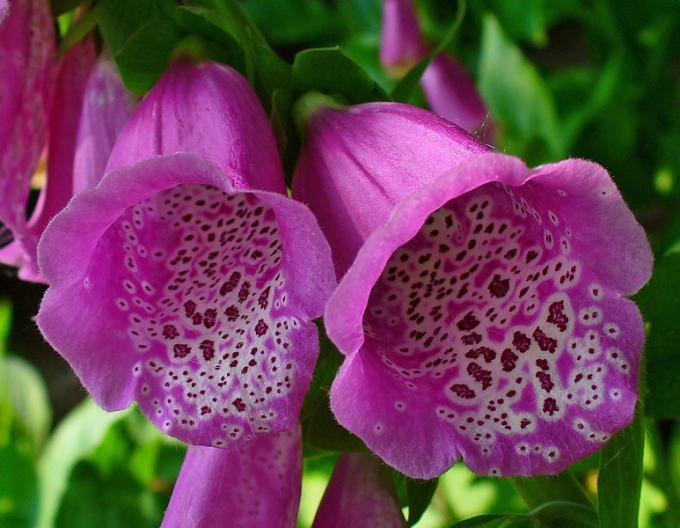 Digitalis - Degețel ´Purpurea´