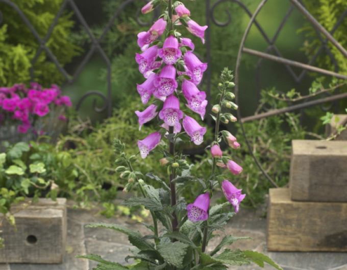 Digitalis - Degețel ´Purpurea´