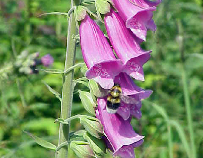 Digitalis - Degețel ´Purpurea´