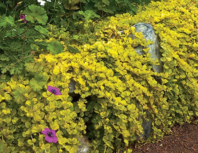 Creping jenny´Aurea´