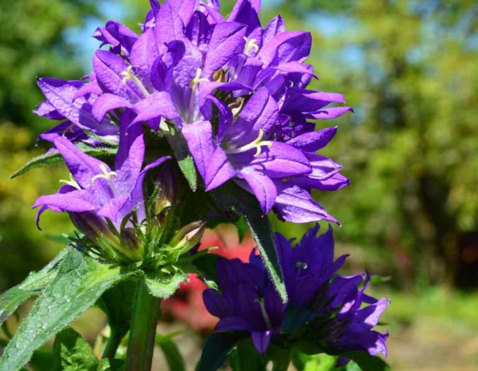 Floarea clopotului Superba