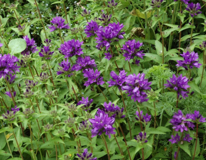 Floarea clopotului Superba