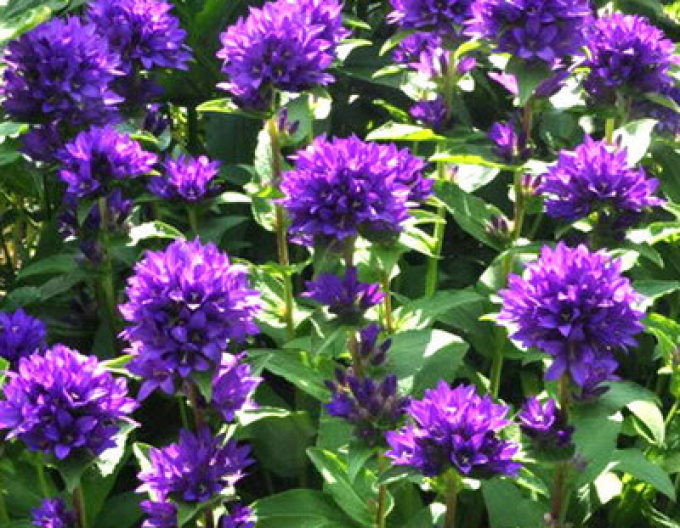 Floarea clopotului Superba