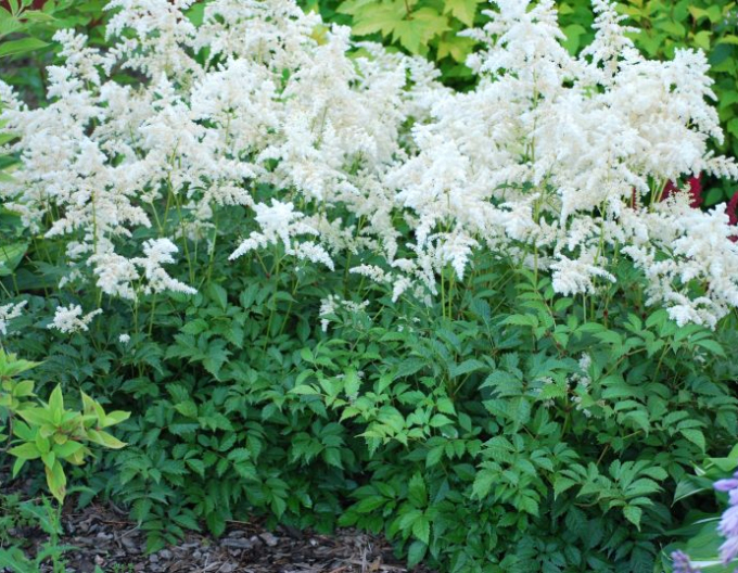 Astilba Brautschleier