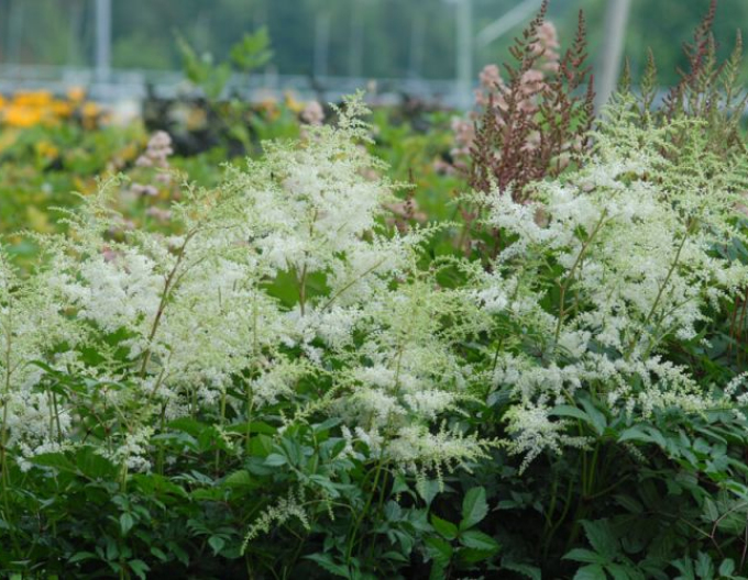 Astilba Brautschleier