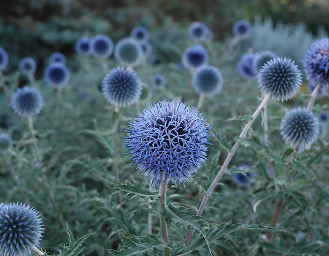 Hedgehog ´Blue Glow´