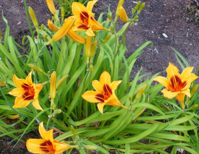 Crin de o zii  Bonanza