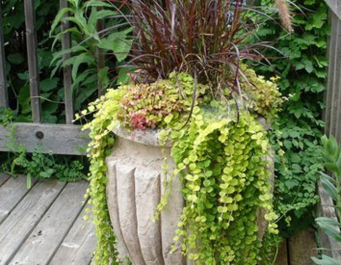 Creping jenny´Aurea´