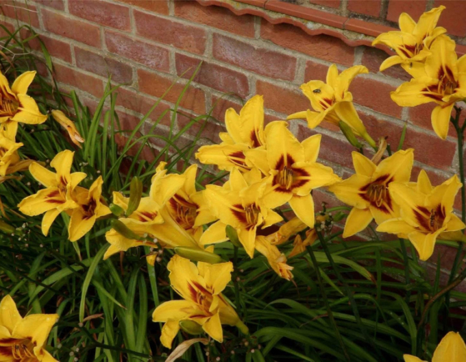 Crin de o zii  Bonanza