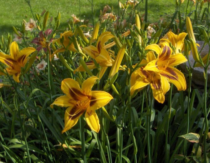 Crin de o zii  Bonanza