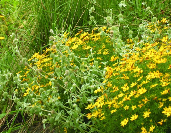 Coreopsis verticillata´Grandiflora´