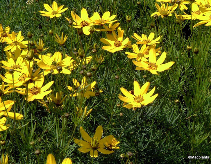 Coreopsis verticillata´Grandiflora´