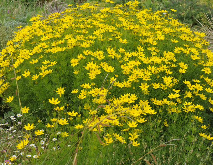 Coreopsis verticillata´Grandiflora´