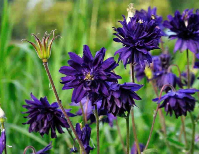 Vultur albastru de Barlow