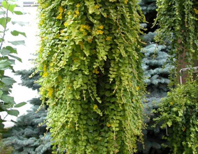 Creping jenny´Aurea´