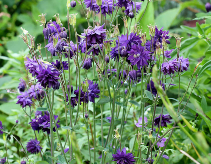 Vultur albastru de Barlow