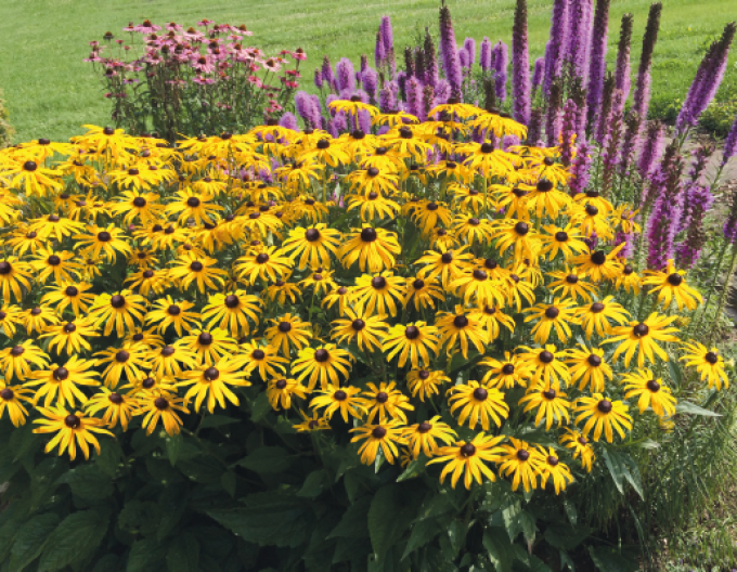 Rudbeckia ´Goldsturm´ 1l