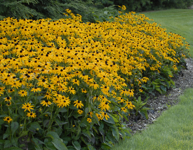 Rudbeckia ´Goldsturm´ 1l
