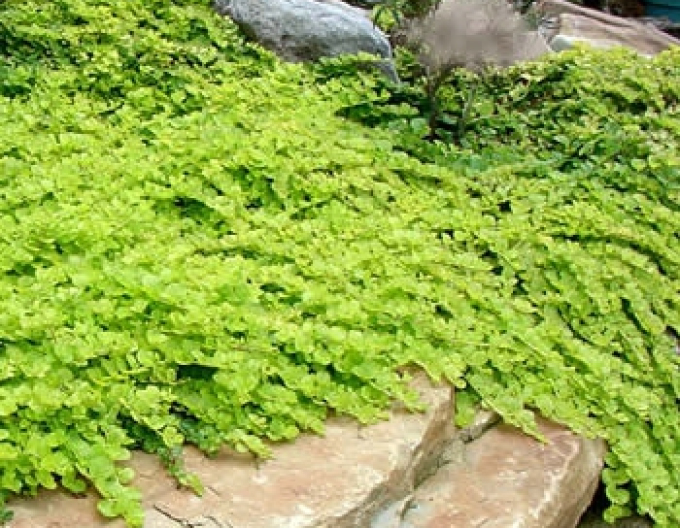 Creping jenny´Aurea´