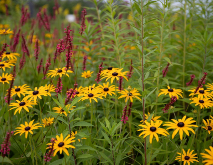 Rudbeckia ´Goldsturm´ 1l