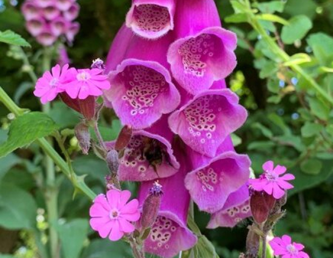 Digitalis - Degețel ´Purpurea´