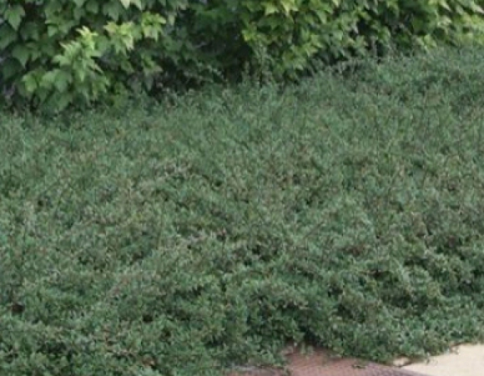 Cotoneaster radicans Eichholz 2l