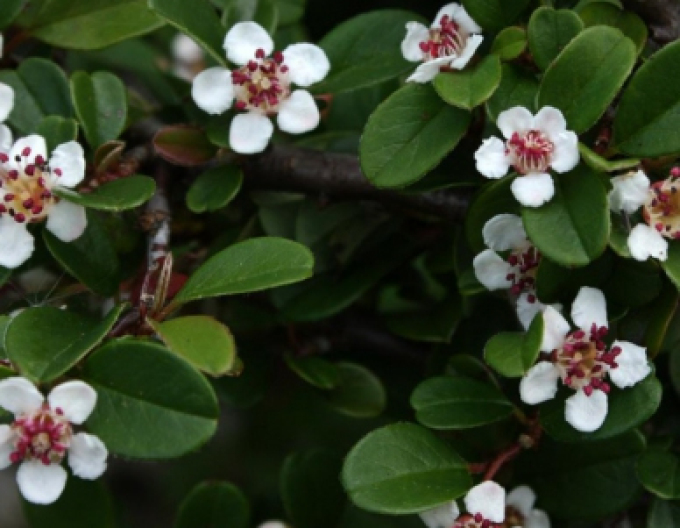 Cotoneaster radicans Eichholz 2l