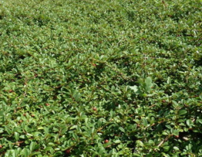 Cotoneaster radicans Eichholz 2l