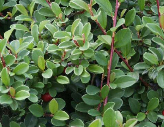 Cotoneaster radicans Eichholz 2l