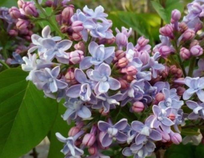 Liliac comun Carpe Diem